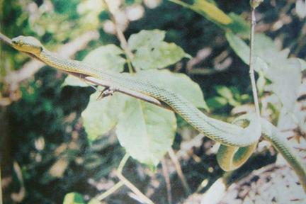 Bamboo Pit Viper (Venomous)