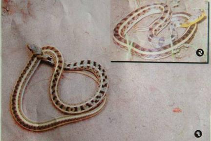 Buffstriped Keelback (Harmless)