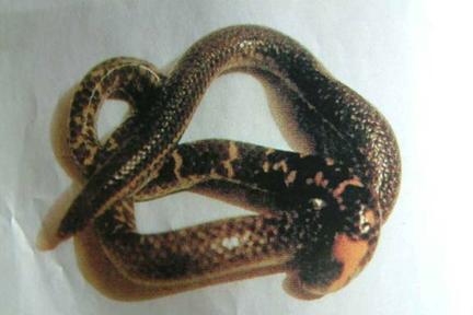 black headed snake harmless shield tialed harmless cora