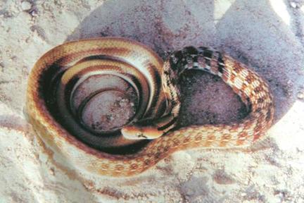 Trinket Snake (Harmless)